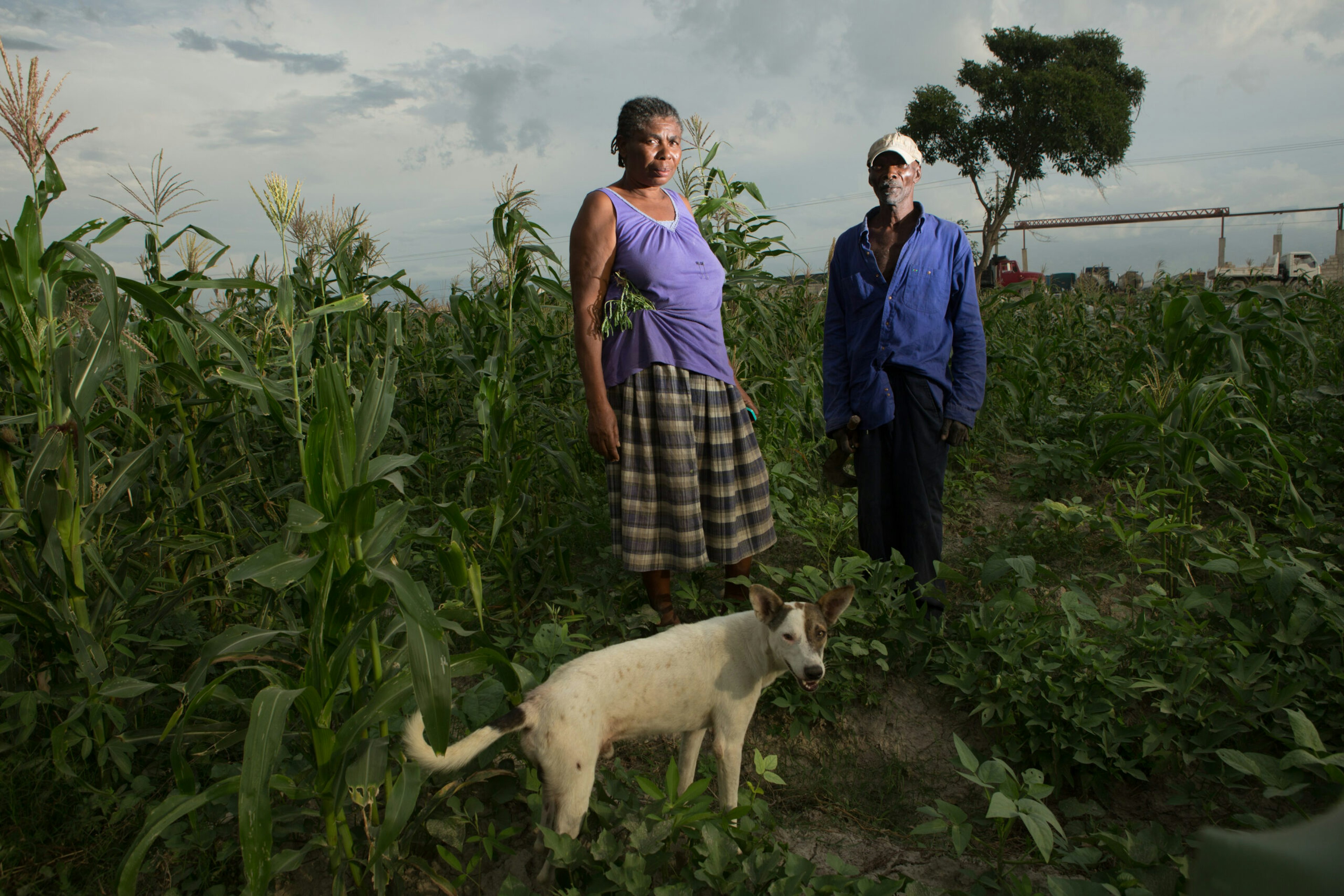 Jean Leon, 57, and her husband, Michelet Alexandre, 66, stand in their field in the Corail section of Canaan, May 6, 2016.